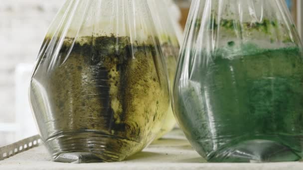 两个海藻养殖袋显示农场架子上不同的生长阶段和密度 珍珠养殖 培育牡蛎 海产养殖概念 — 图库视频影像