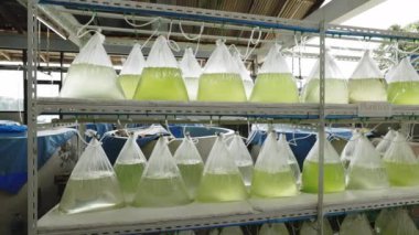 Raflarda Plankton paketleri. Pearl Farm 'da istiridye için yiyecek. Deniz Çiftliği. İnci ve Deniz Kavramı