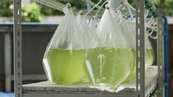 Close Vibrant Green Algal Cultures Grown Sealed Plastic Bags Laboratory — Stok Video