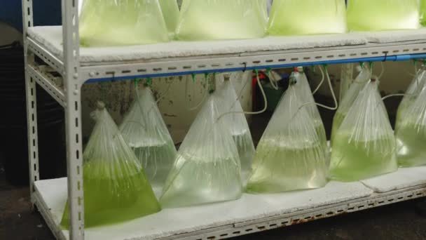 Rack Met Groeiende Plankton Voedsel Voor Oesters Pearl Farm Zeeconcept — Stockvideo
