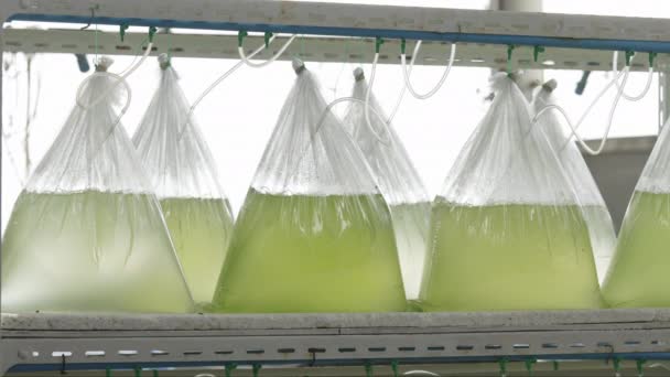 生长在透明三角形袋中的绿藻培养物悬挂在实验室环境中 — 图库视频影像