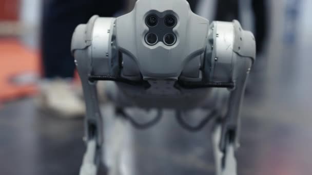 Robothond Kijkt Naar Camera Laat Zien Wat Hij Kan Doen — Stockvideo