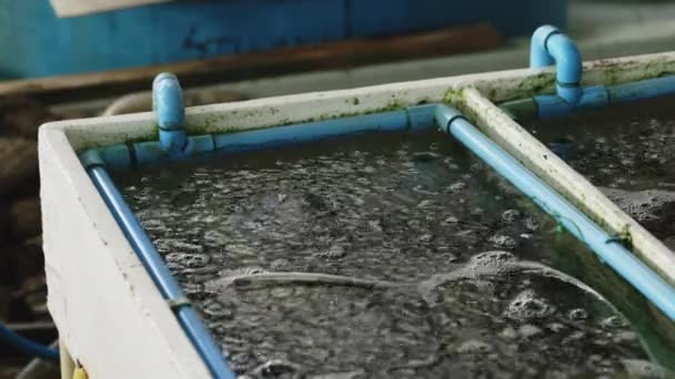 虾类养殖池中的气泡水和曝气管的近景 海农场近景 海产养殖概念 — 图库视频影像