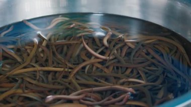Tayland 'da gündüz pazarında metal konteynırda su altında hareket eden küçük kahverengi pirinç yılanbalıkları. Canlı Monopterus albusu yerel balıkçılar tarafından teslim edildi ve kötü bir çevrede ısrarla devam ediyor..