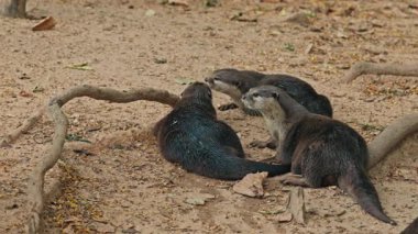 Hayvanat bahçesinde yüzdükten sonra susamuru ailesi dinleniyor. Yerde yatan şirin kahverengi su samurları, sudan sırılsıklam olmuş. Hayvanat bahçesi kavramı