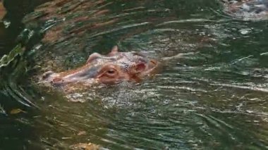 Hayvanat bahçesinde su altında yüzen bir su aygırı görüntüsü. Genç Hippopotamus Sığınak 'taki gölette süzülüyor, Kamera için poz veriyor. Hayvanat bahçesi kavramı
