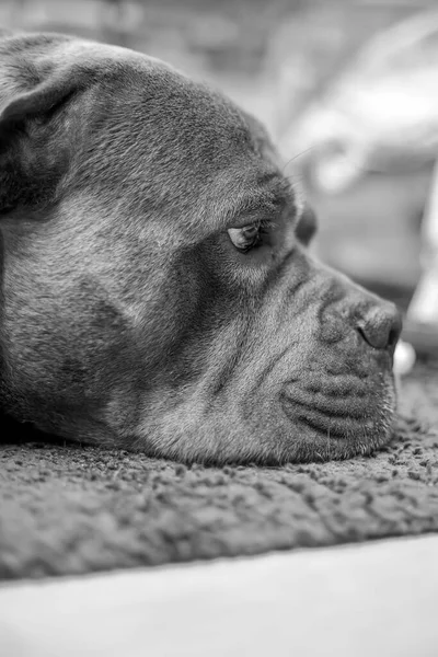 Big Cane Corso dog head in black and white