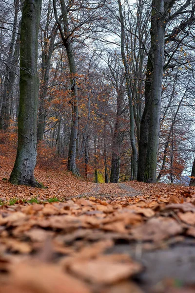 Polonya 'da orman yolu kuru yapraklarla kaplıdır.