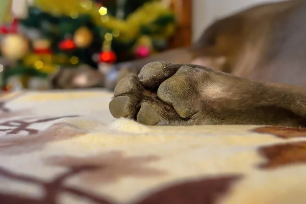 The hind paw of a dog lying on the sofa at home