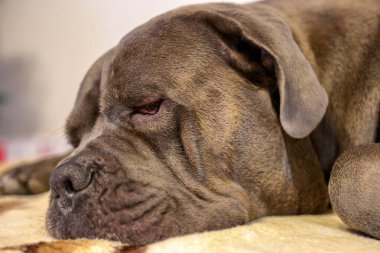 Sleeping gray Cane Corso dog at home
