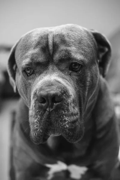 Oturan büyük bir Cane Corso köpeğinin siyah beyaz portresi