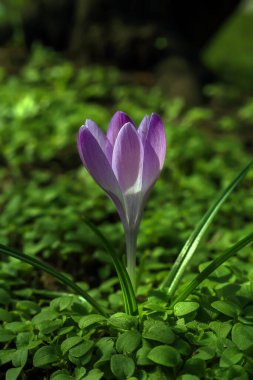 Polonya 'da yeşil bir çayırda Crocus