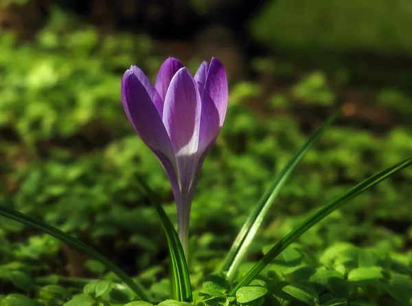 ポーランドの日陰の緑の草原に紫色のクロッカス — ストック写真