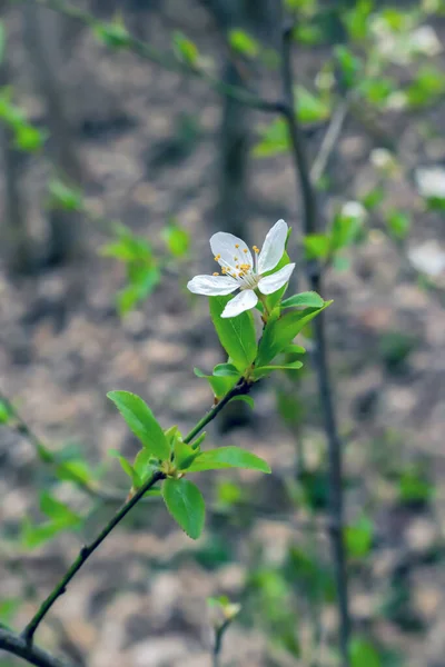 森に緑の葉を持つ枝に白い花を咲かせます — ストック写真