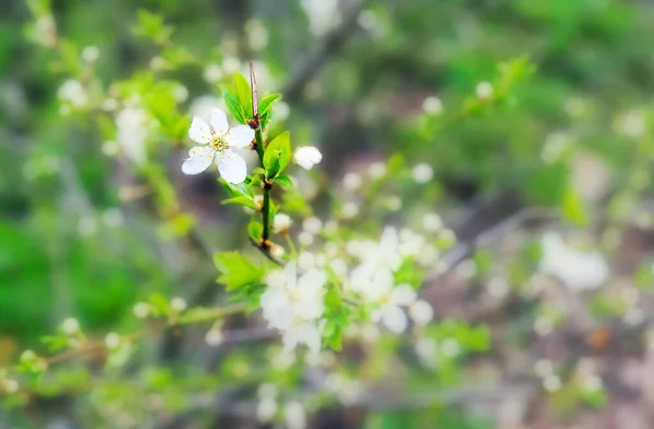 公園の緑の背景に白い花 — ストック写真