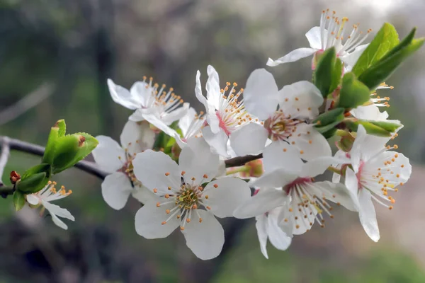 森の枝に白い花のグループ — ストック写真