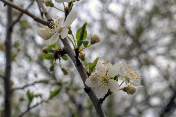 Fleurs Blanches Sur Une Branche Contre Ciel Dans Forêt — Photo