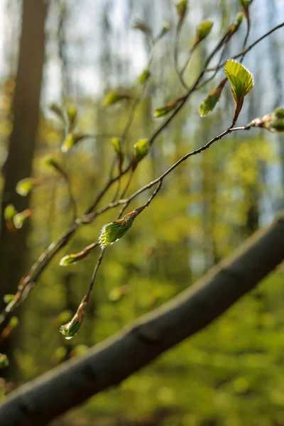 森の枝に新鮮な成長葉 — ストック写真
