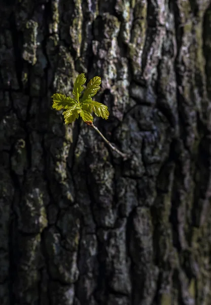 Mladý List Vyrůstající Kmene Stromu Lese — Stock fotografie
