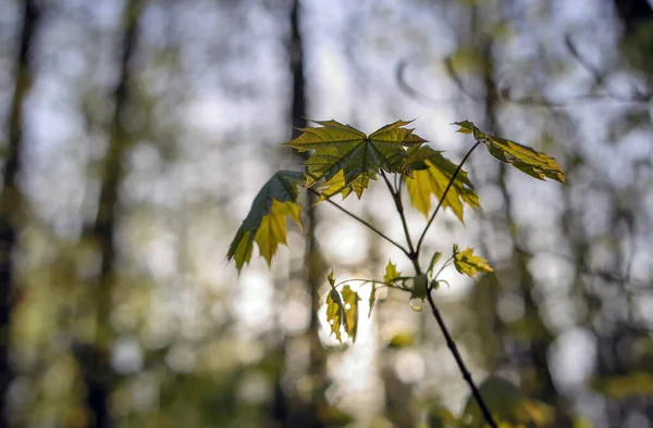 森の木々の葉を突き破る太陽の背景に葉 — ストック写真
