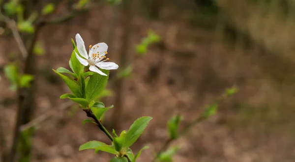 森の中の細い小枝の先に白い花を咲かせます — ストック写真