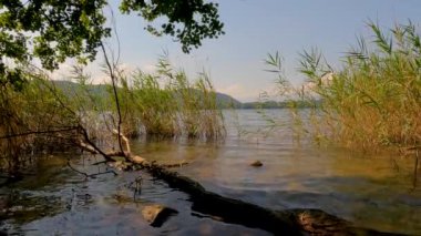 Sudaki ağaçların yansıması