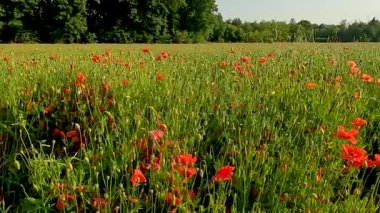 Kırmızı gelincikler tarlası
