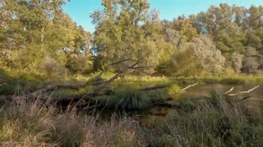 Sonbaharda vahşi orman