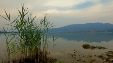 Sabah sazlıklarla göl