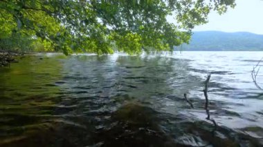 Göl kenarındaki ağaç.