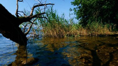 yansıma su içinde ağaç