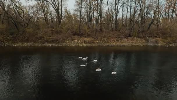 Cisnes Lago — Vídeo de stock