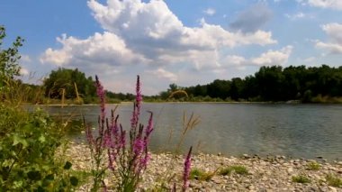 lake in the forest with flowers