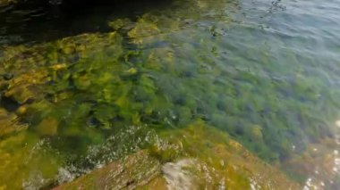 green moss on a stone in the water