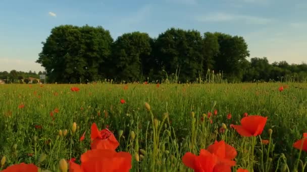 Field Poppies Blue Sky — Stock Video