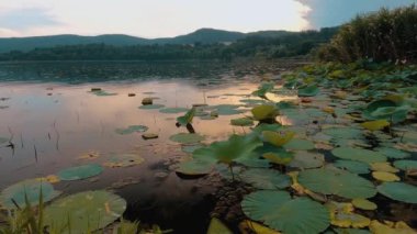 lake in autumn with water lilies