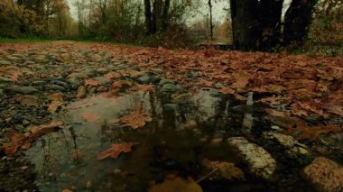 rain in autumn in the woods