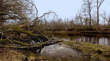 river in the woods with fallen tree in the water