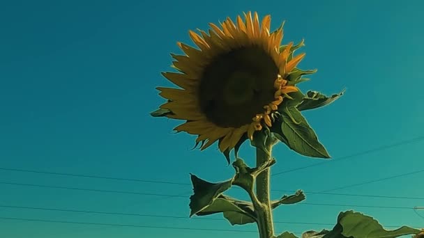 Güneşli Bir Günde Mavi Arka Planda Ayçiçeği — Stok video