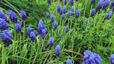 Bahçede mor çiçekler