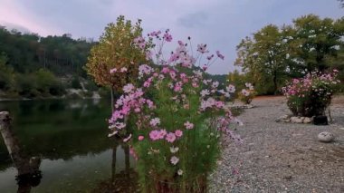 Doğal parktaki Ticino nehrinde çiçekler