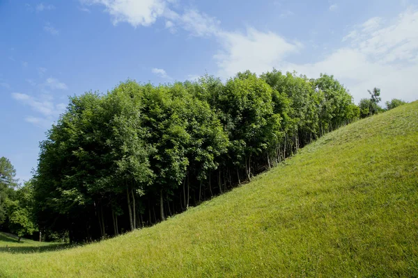 stock image trees in the park of Alps