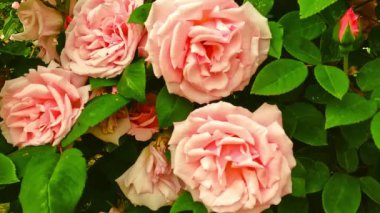 Kamu bahçesinde pembe güller