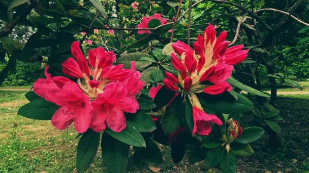 Red Rhododendron Flowers Garden — Stock Video