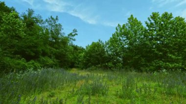 Avrupa ormanlarındaki çayır