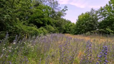 Ticino parkında kır çiçekleri