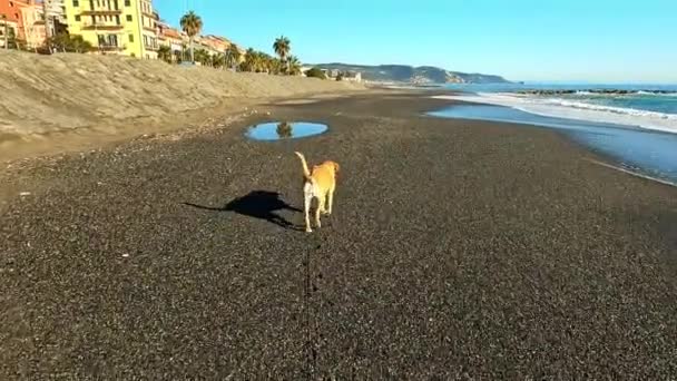 在海滩上散步的狗 — 图库视频影像