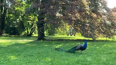 Parkta yürüyüş tavus kuşu