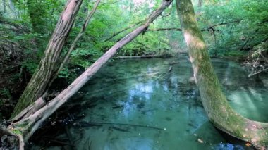 Büyülü ormanda küçük bir göl