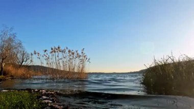 Rüzgarlı bir günde gölün yanında sazlıklar